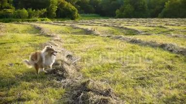 科利狗在绿野上奔跑，慢动作